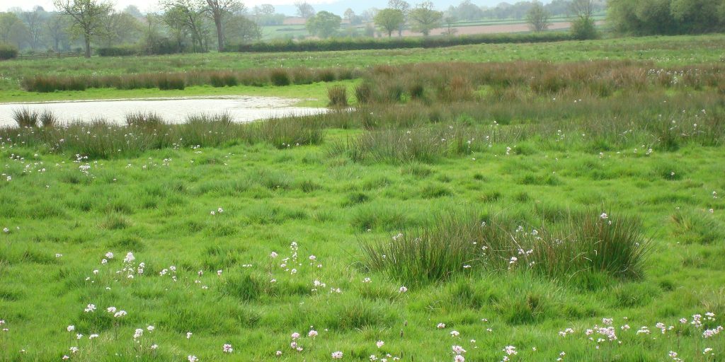 Leading Action For Healthy Rivers Training Ravensbourne Catchment
